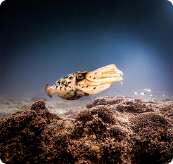 Cuttlefish